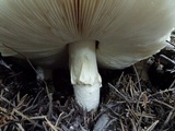 Amanita vernicoccora image
