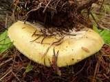 Amanita vernicoccora image