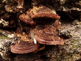 Phellinus gilbertsonii image
