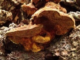Phellinus gilbertsonii image