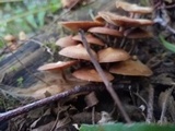 Kuehneromyces lignicola image