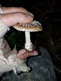 Amanita pantherinoides image