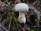 Amanita pantherinoides image