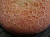 Rhodotus palmatus image