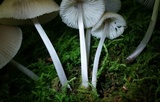 Mycena niveipes image