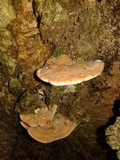 Rigidoporus microporus image