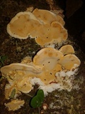 Rigidoporus microporus image