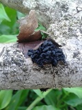Tremella boraborensis image