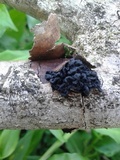 Tremella boraborensis image