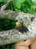 Tremella boraborensis image