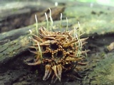 Xylaria liquidambar image