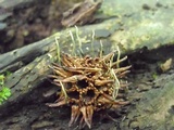 Xylaria liquidambar image