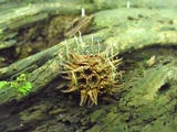Xylaria liquidambar image