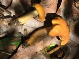 Cantharellus lewisii image