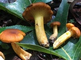 Cantharellus lewisii image