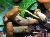Cantharellus lewisii image