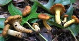 Cantharellus lewisii image