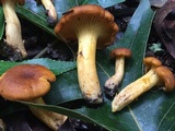Cantharellus lewisii image