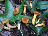 Cantharellus lewisii image