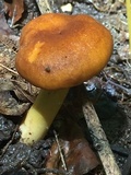 Cantharellus lewisii image