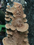 Gloeoporus dichrous image