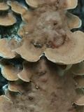Gloeoporus dichrous image