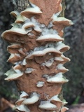Gloeoporus dichrous image