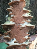 Gloeoporus dichrous image