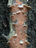 Gloeoporus dichrous image