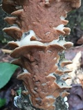 Gloeoporus dichrous image