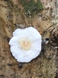 Gloeoporus dichrous image