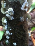 Gloeoporus dichrous image
