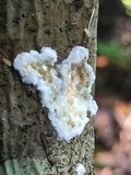 Gloeoporus dichrous image