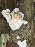 Gloeoporus dichrous image