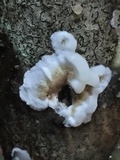 Gloeoporus dichrous image