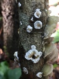 Gloeoporus dichrous image
