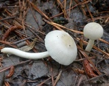 Amanita farinosa image