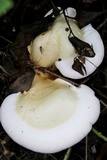 Ganoderma curtisii image
