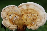 Ganoderma curtisii image