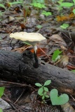 Polyporus radicatus image