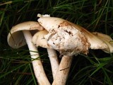 Amanita whetstoneae image