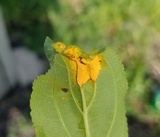Puccinia coronata image