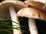 Amanita whetstoneae image