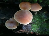 Kuehneromyces mutabilis image