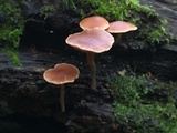 Kuehneromyces mutabilis image