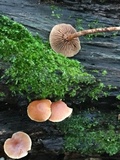 Kuehneromyces mutabilis image