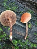 Kuehneromyces mutabilis image