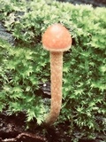 Kuehneromyces mutabilis image