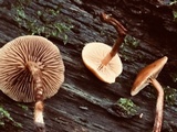 Kuehneromyces mutabilis image