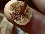 Kuehneromyces mutabilis image